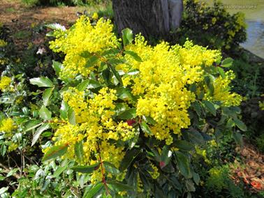 Flowers, Canberra, Australian Capital Territory - 8